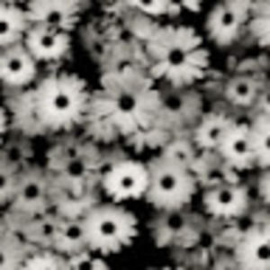 Meet your Posher, Gianna